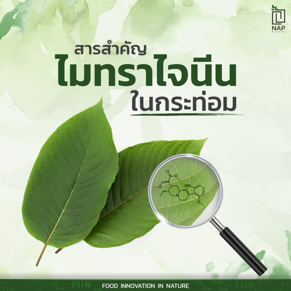 สารสำคัญ ไมทราไจนีน ในกระท่อม