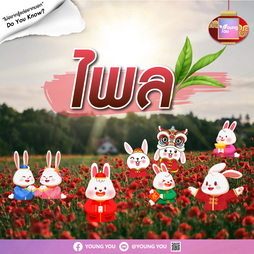 ไพล - Phlai